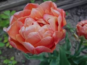 DSC02018.JPG