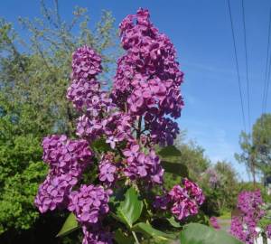 DSC02043.JPG