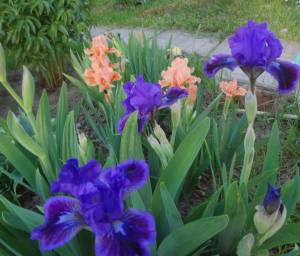 DSC02105.JPG