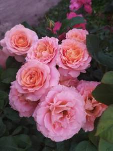 IMG-20240613-WA0003.thumb.jpg.8471c1ac14c639e4a55ac8d463b2960d.jpg