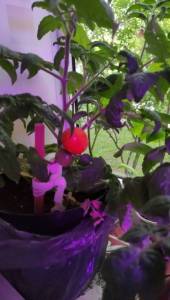 IMG-20250505-WA0003.jpeg