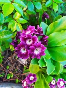 IMG-20250506-WA0001.thumb.jpg.6dc7a8812b5378372ff82b04ba267f2e.jpg
