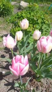 IMG-20250509-WA0030.jpeg