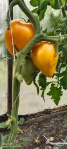 IMG-20250511-WA0073.thumb.jpg.2167d92c784918fa97b77e675c967ca7.jpg