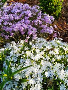 IMG-20250514-WA0005.thumb.jpg.d60a6225069869d8773efd2a14d97d8c.jpg