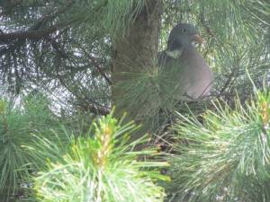 IMG-20250526-WA0000.thumb.jpg.70e12e912a30965405a8b421273dee4d.jpg