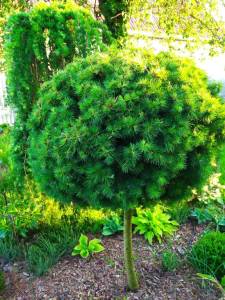 IMG-20250526-WA0002.thumb.jpg.459b355abdae9c8b00974daed812b913.jpg