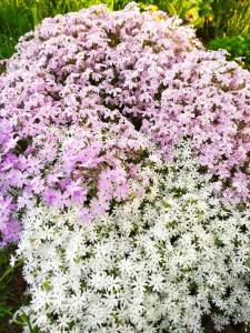 IMG-20250526-WA0011.thumb.jpg.fa9d5c029e7d5b0221d7e37b31b31157.jpg