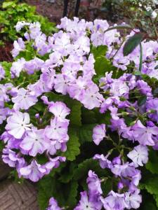 IMG-20250527-WA0001.thumb.jpg.39aa98cc3a282dd682cf4ca592799b2e.jpg