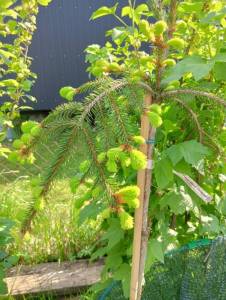 IMG-20250527-WA0019.jpg