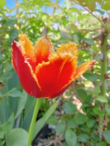 IMG-20250527-WA0025.jpg