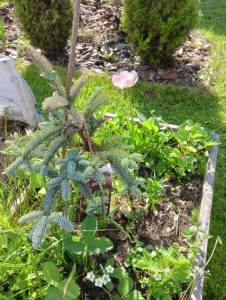 IMG-20250527-WA0031.jpg