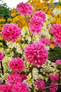 IMG-20250529-WA0004.thumb.jpg.5ac91680edb195bb2d6050c98be4bd4d.jpg