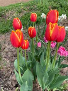 IMG_0201.jpeg