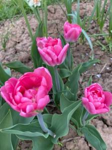 IMG_0202.jpeg