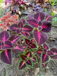 IMG_0234.jpeg