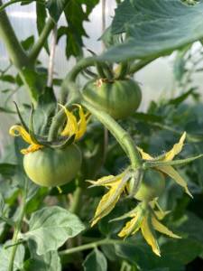 IMG_0240.jpeg