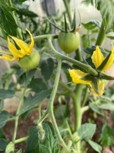 IMG_0242.jpeg