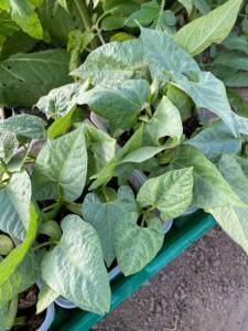 IMG_0245.jpeg