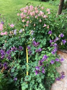 IMG_0579.jpeg