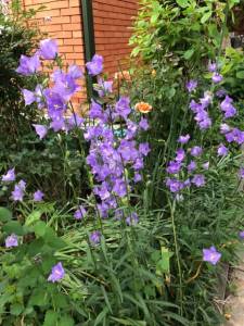 IMG_0785.jpeg