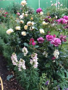 IMG_0790.jpeg