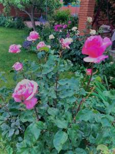 IMG_0792.jpeg