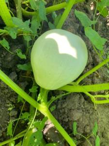 IMG_0965.jpeg