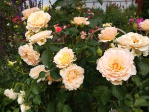 IMG_20240703_164749.thumb.jpg.4fcde3498031a08b33dc5e2cb86abb86.jpg