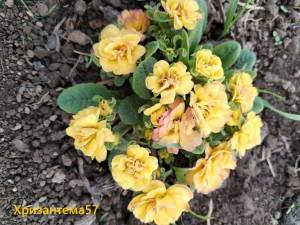 IMG_20250503_191005.thumb.jpg.3138d2c35bde04a80f49b530d389f909.jpg