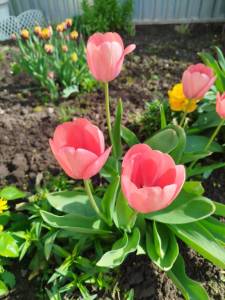IMG_20250504_093515.jpg