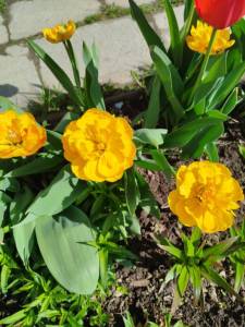 IMG_20250504_093549.jpg