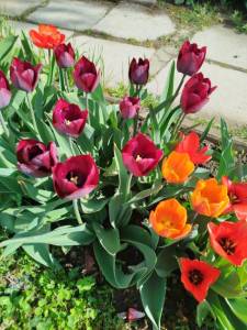 IMG_20250504_093616.jpg