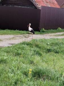 IMG_20250505_085612.thumb.jpg.034f1125887b35e670e73bd435c38874.jpg