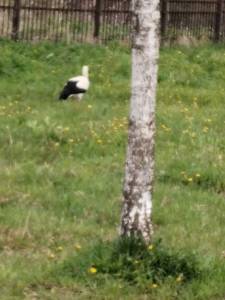 IMG_20250505_085732.thumb.jpg.d19b1f1afdbe6cc5924922b27cf504d4.jpg