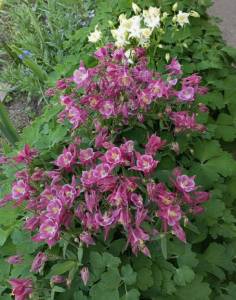 IMG_20250507_115946.jpg