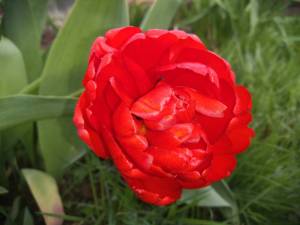 IMG_20250507_173346.thumb.jpg.48d911216a83c2aa0911b08060c797d2.jpg