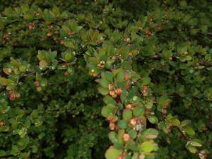 IMG_20250513_145526.thumb.jpg.edf4dc8cd88b3e6d60375c054aadd8d1.jpg