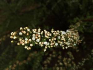 IMG_20250513_145631.thumb.jpg.b17306cd227c82ec6cfa8cf4a3d321a4.jpg