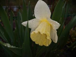 IMG_20250513_145704.thumb.jpg.64c1af56a23bd5f51138ad0b9f583519.jpg