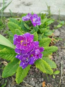 IMG_20250514_125356.jpg