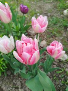 IMG_20250514_125522.jpg