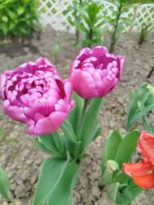 IMG_20250514_125547.jpg