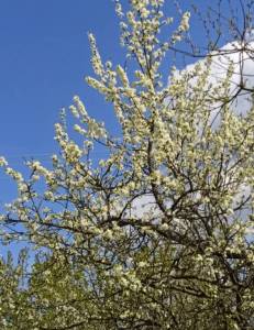 IMG_20250515_110006.thumb.jpg.a38a2dda19c82ba8888c49a101e2059a.jpg