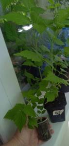 IMG_20250515_114423.jpg