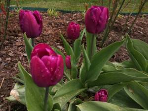 IMG_20250515_132950.thumb.jpg.22ce517422765a8b958319236fc0602e.jpg
