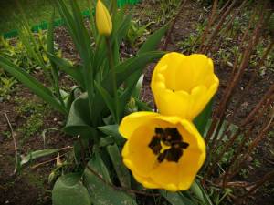 IMG_20250515_134127.thumb.jpg.6f9cf26e6d5c9a888dbc1591489003aa.jpg