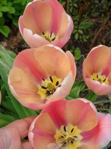 IMG_20250516_125015_410.jpg