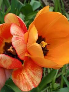 IMG_20250516_125015_924.jpg