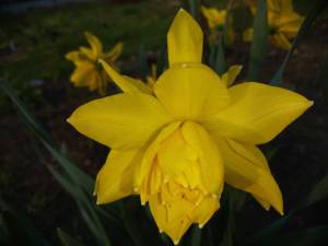 IMG_20250516_184527.thumb.jpg.0efd0953dd72e5df6d16276e13506f40.jpg